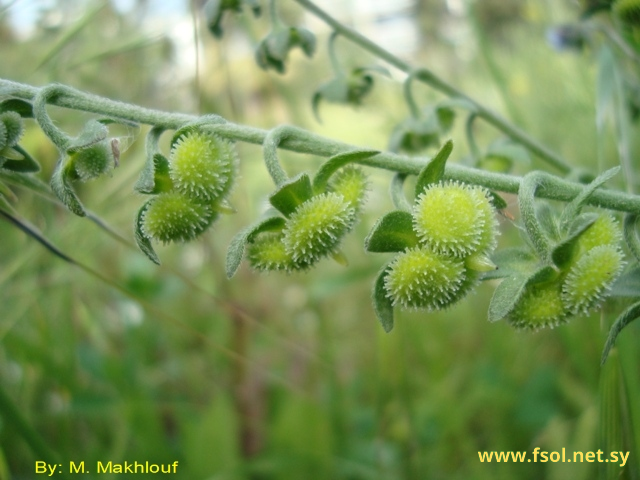 Cynoglossum creticum Mill